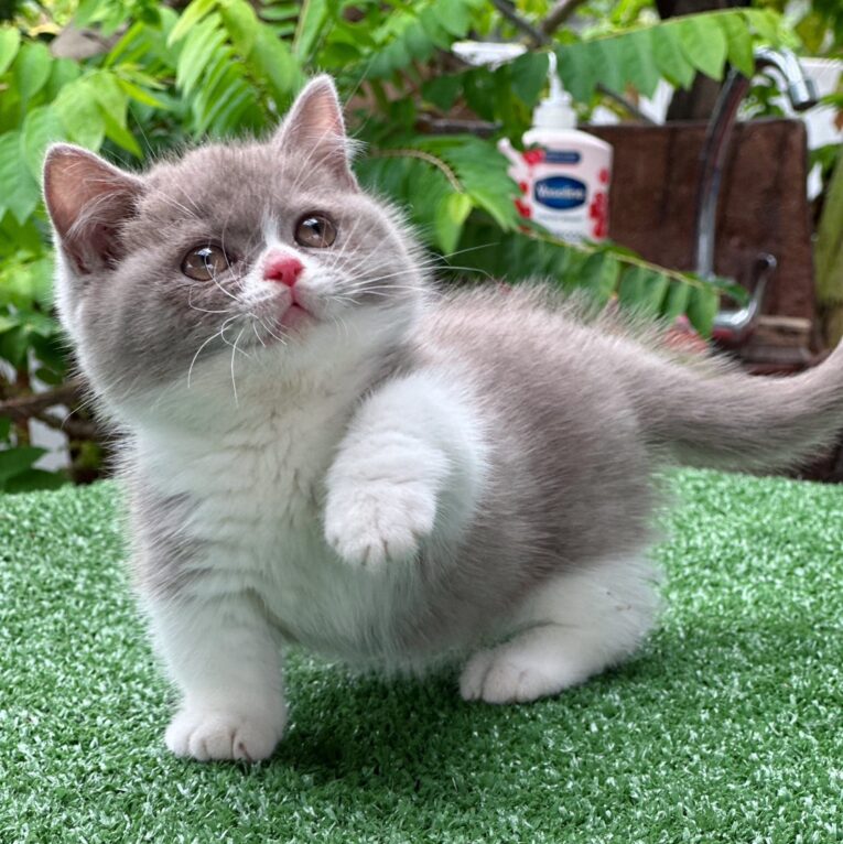 Baby Munchkin - แมวมันช์กิ้น