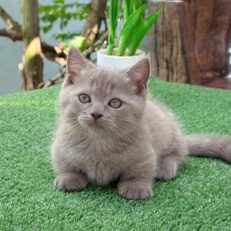 Baby Munchkin - ลูกแมวมันช์กิ้น