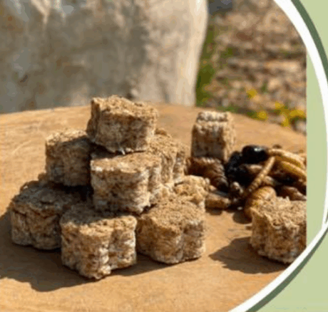 พบคำแนะนำในการเลือกกรงนกที่สมบูรณ์แบบ 9 Insect-infused Cookies for Rodents