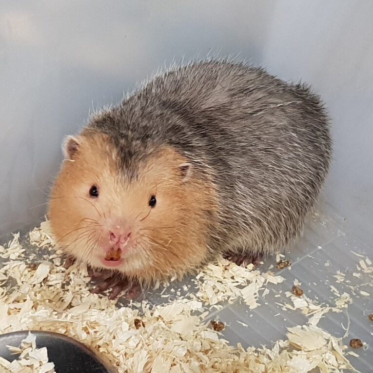 20190421_152842 large bamboo rat - Rhyzomys sumatrensis