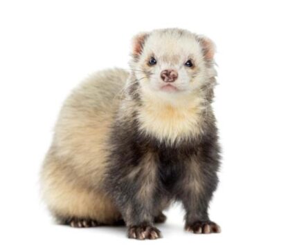 TBD Ferret Silver - เฟอเรท สีซิลเวอร์ (414770)