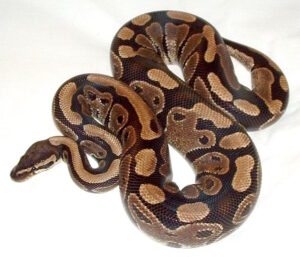 419064 Ball Python Normal - งูบอลไพธอน สีนอมอล (419064)