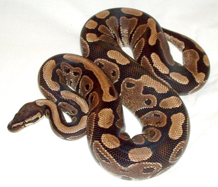 พบคำแนะนำในการเลือกกรงนกที่สมบูรณ์แบบ 8 SOOS Ball Python Normal - งูบอลไพธอน สีนอมอล (419064)