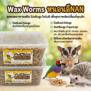 unnamed (41) E-Nan Wax Worms - หนอนน้ำผึ้ง หนอนแว๊กซ์ 100กรัม (415106)