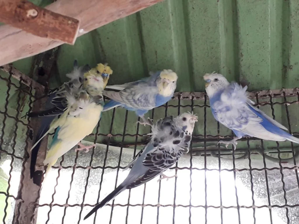 พบคำแนะนำในการเลือกกรงนกที่สมบูรณ์แบบ 7 Sakura Budgie - นกหงส์หยกซากุระ (430624)