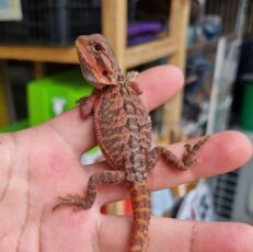 Bearded Dragon Dark Red - กิ้งก่าออสเตรเลีย เบียร์ดดราก้อน สีดำแดง (426615)