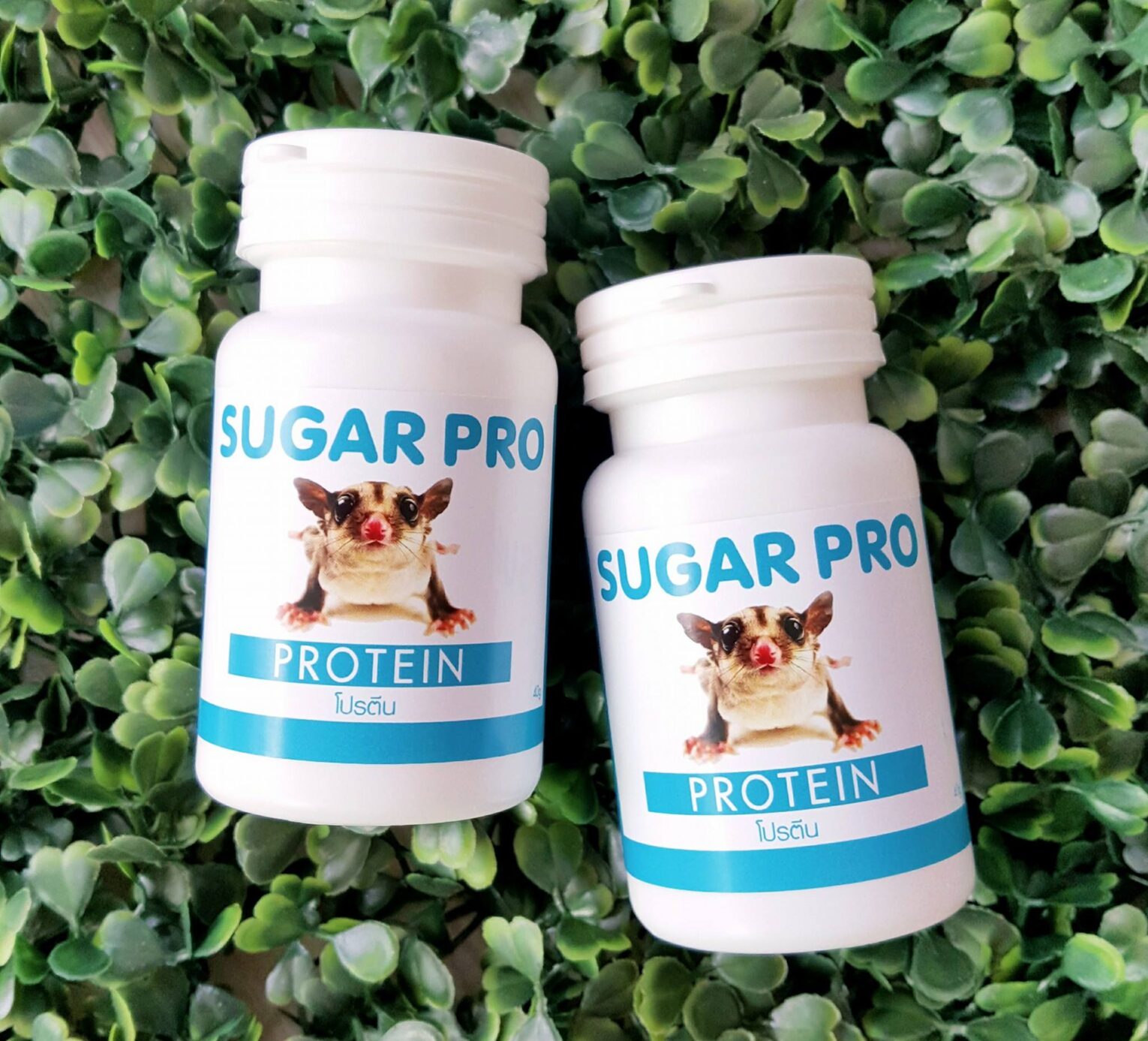 พบคำแนะนำในการเลือกกรงนกที่สมบูรณ์แบบ 6 Sugar Pro Protein