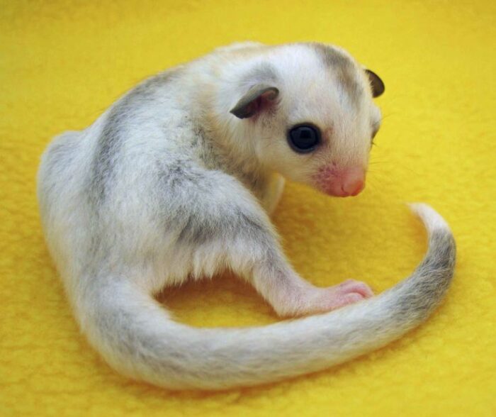 SOOS Sugar Glider Platinum Mosaic - ชูการ์ไกลเดอร์ แพลตทินั่มโมซาอิก (432207)