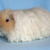 Guinea Pig Texel - แกสบี้ เท็กเซล (430062)