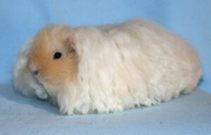 430062 Guinea Pig Texel - แกสบี้ เท็กเซล (430062)