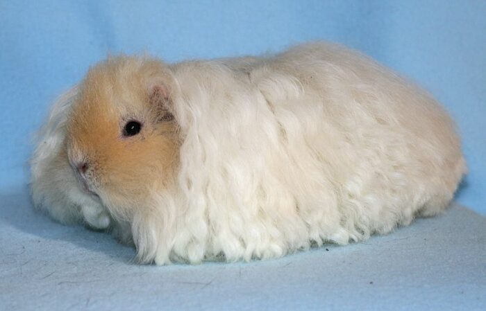 SOOS Guinea Pig Texel - แกสบี้ เท็กเซล (430062)