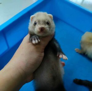 Baby Ferret Sable Baby Ferret Sable
