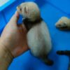 Baby Ferret Sable - ลูกเฟอเรท สีเซเบิ้ล (425910)