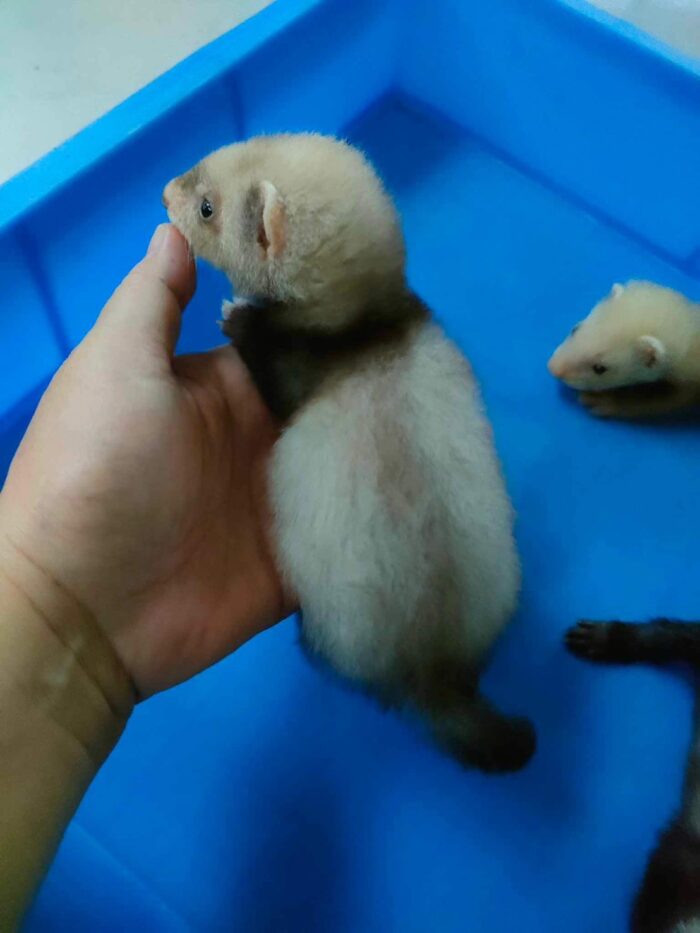 Baby Ferret Sable - ลูกเฟอเรท สีเซเบิ้ล (425910)