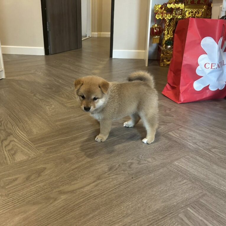 Baby Shiba Inu