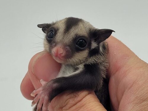 Black Beauty Sugar Glider