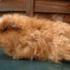 Guinea Pig Texel - แกสบี้ เท็กเซล (430062)