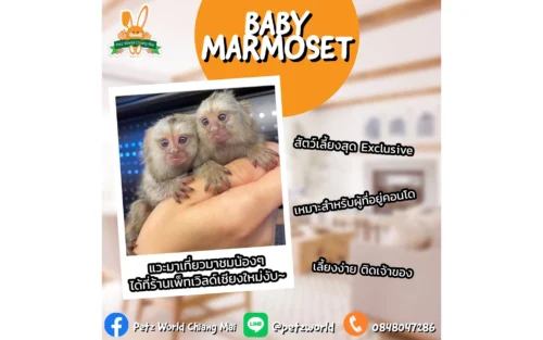 Marmoset