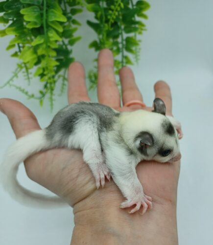 mosaic sugar glider