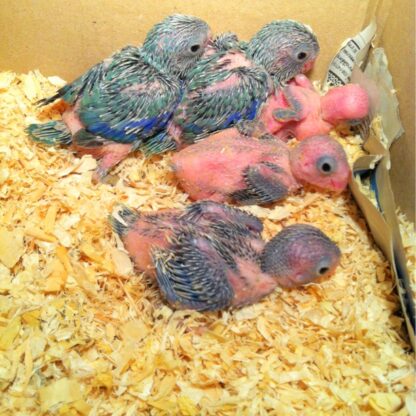 Baby Forpus - ลูกป้อนนกแก้วฟอพัส (430208)