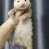 Ferret Albino - เฟอเรท สีอัลบิโน่ (445958)