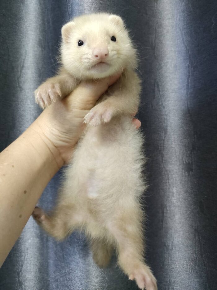 Ferret Albino - เฟอเรท สีอัลบิโน่ (445958)