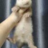 Ferret Albino - เฟอเรท สีอัลบิโน่ (445958)