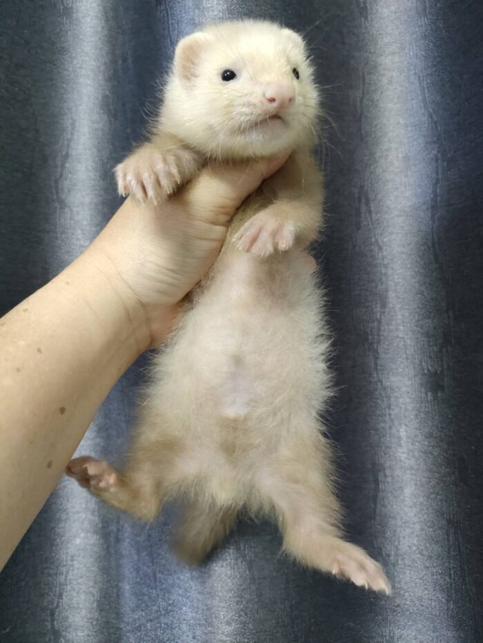 Ferret Albino - เฟอเรท สีอัลบิโน่ (445958)