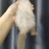 Ferret Albino - เฟอเรท สีอัลบิโน่ (445958)