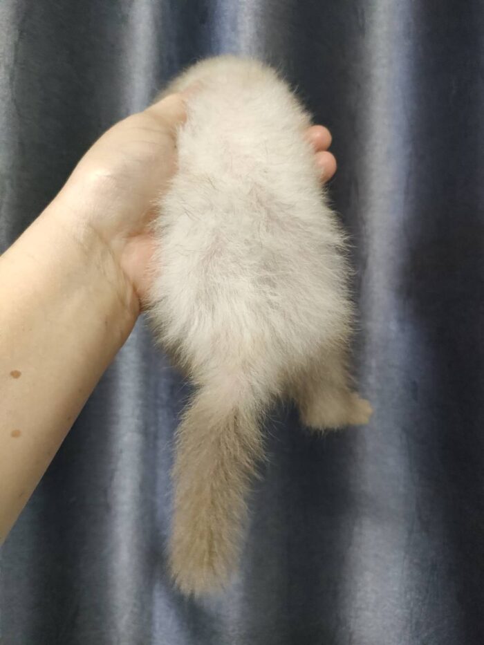 Ferret Albino - เฟอเรท สีอัลบิโน่ (445958)