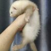 Ferret Albino - เฟอเรท สีอัลบิโน่ (445958)