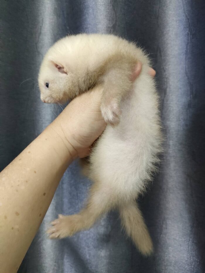 Ferret Albino - เฟอเรท สีอัลบิโน่ (445958)