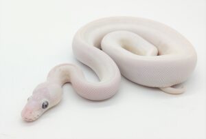 Ball Python Bel Ball Python Bel