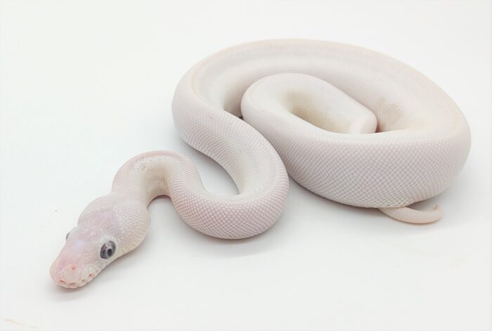 Ball Python Bel