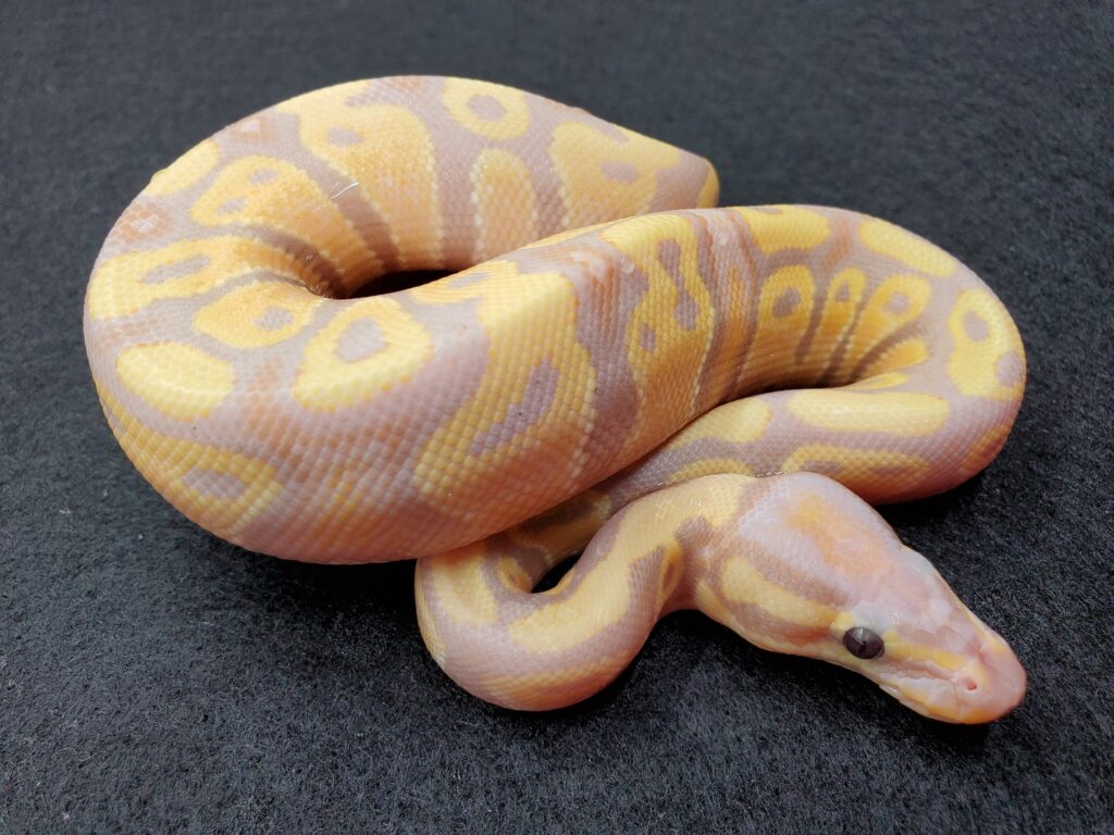 พบคำแนะนำในการเลือกกรงนกที่สมบูรณ์แบบ 6 Ball Python Coral Glow male