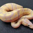 Ball Python Coral Glow male