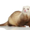 Ferret Albino - เฟอเรท สีอัลบิโน่ (445958)