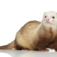 Ferret-Champagne-A_lovely_little_Champagne_Ferret_with_a_beautiful_long_tail