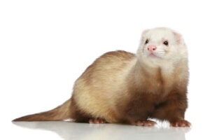 Ferret-Champagne-A_lovely_little_Champagne_Ferret_with_a_beautiful_long_tail Ferret Albino - เฟอเรท สีอัลบิโน่ (445958)