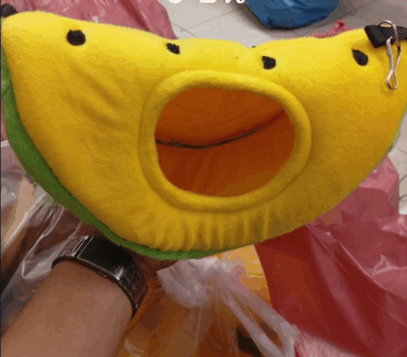 พบคำแนะนำในการเลือกกรงนกที่สมบูรณ์แบบ 9 Sugar Glider House No4 - บ้านชูการ์ไกลเดอร์ แบบซีกแตงโม