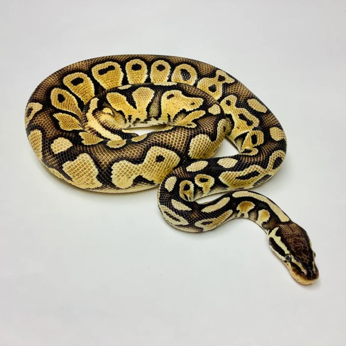 Ball Python Normal Pastel - งูบอลไพธอน นอมอลพาสเทล (444649)