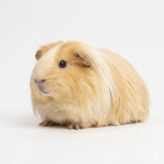 Guinea Pig Silky