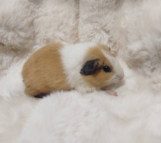 TBD Guinea Pig Broken - แกสบี้โบเคน (447919)