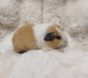 ภาพหน้าจอจาก 2026-07-08 15-19-39 Guinea Pig Mottle - แกสบี้โบเคน (447919)