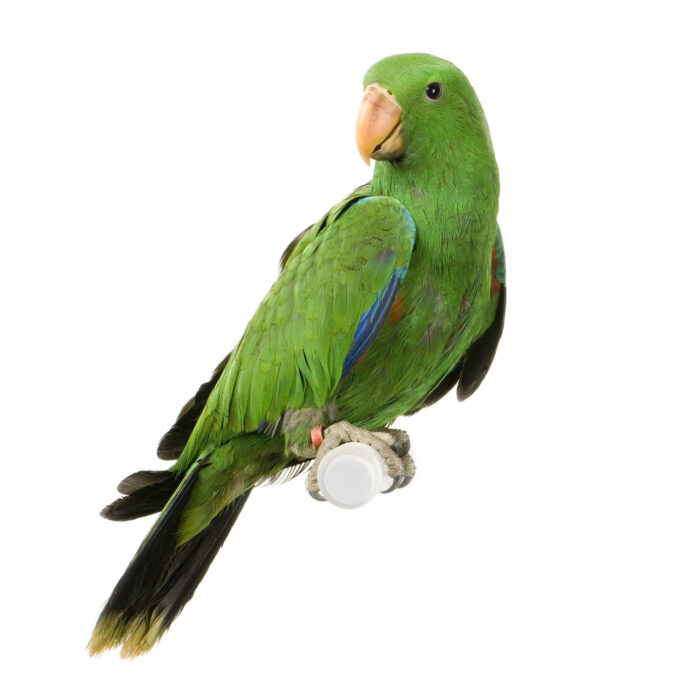 Electus Parrot - ลูกป้อนนกแก้วอิเล็คตัส (458317)