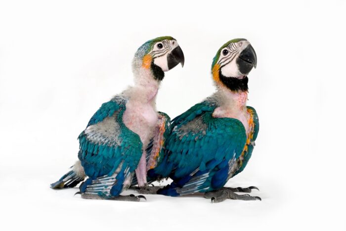 Blue & Gold Macaw