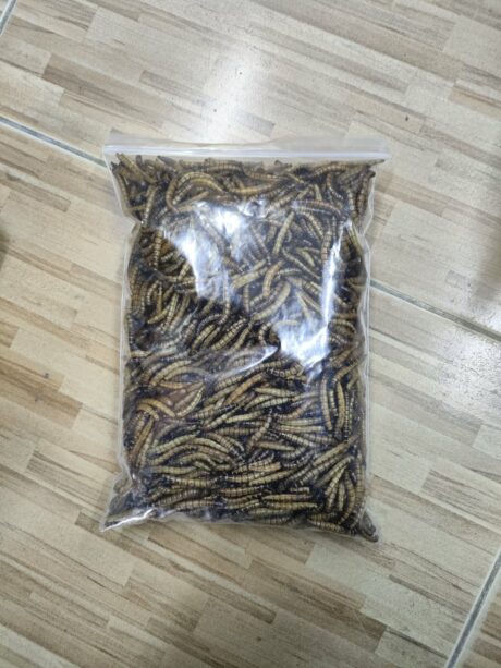 Dried Super Mealworms - หนอนยักษ์อบแห้ง 500g (454686)