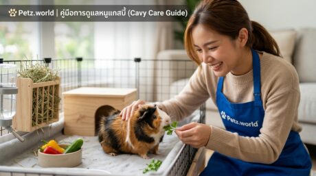 หนูแกสบี้ คู่มือเลี้ยง 2 Guinea Pig Care