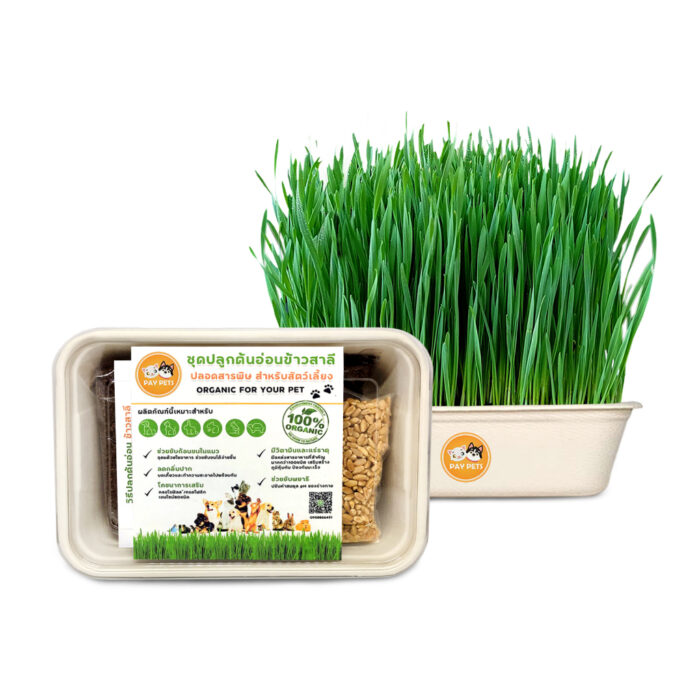 Organic Wheatgrass - ชุดปลูกต้นอ่อนข้าวสาลี ปลอดสารพิษ (454438)