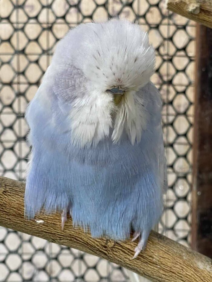 English Budgie Special Selection - นกหงส์หยกอังกฤษคัดพิเศษ (464881)